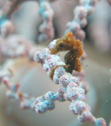 Juvenile bargibanti pygmy seahorse. Found this tiny critt... by Allison Finch 